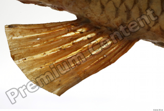 Common chub Squalius cephalus belly fin 0001.jpg
